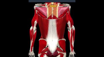 تمارين لتقوية عضلات الظهر في المنزل