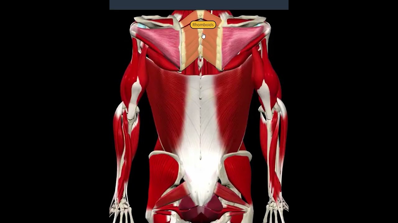 تمارين لتقوية عضلات الظهر في المنزل