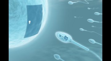 تجربتي مع تشوه الحيوانات