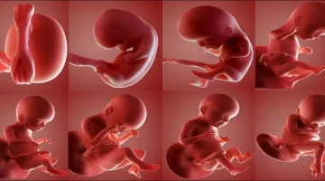 هل يتأثر الجينن بعدم أكل الأم