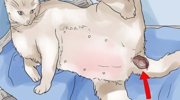 ما هي علامات اقتراب ولادة القطط