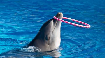 معلومات عن الدولفين للأطفال