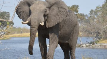 الخوف من الفيل في المنام للمتزوجة