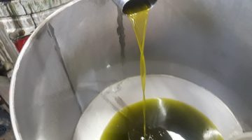 فوائد دهن زيت الزيتون بعد الحجامة