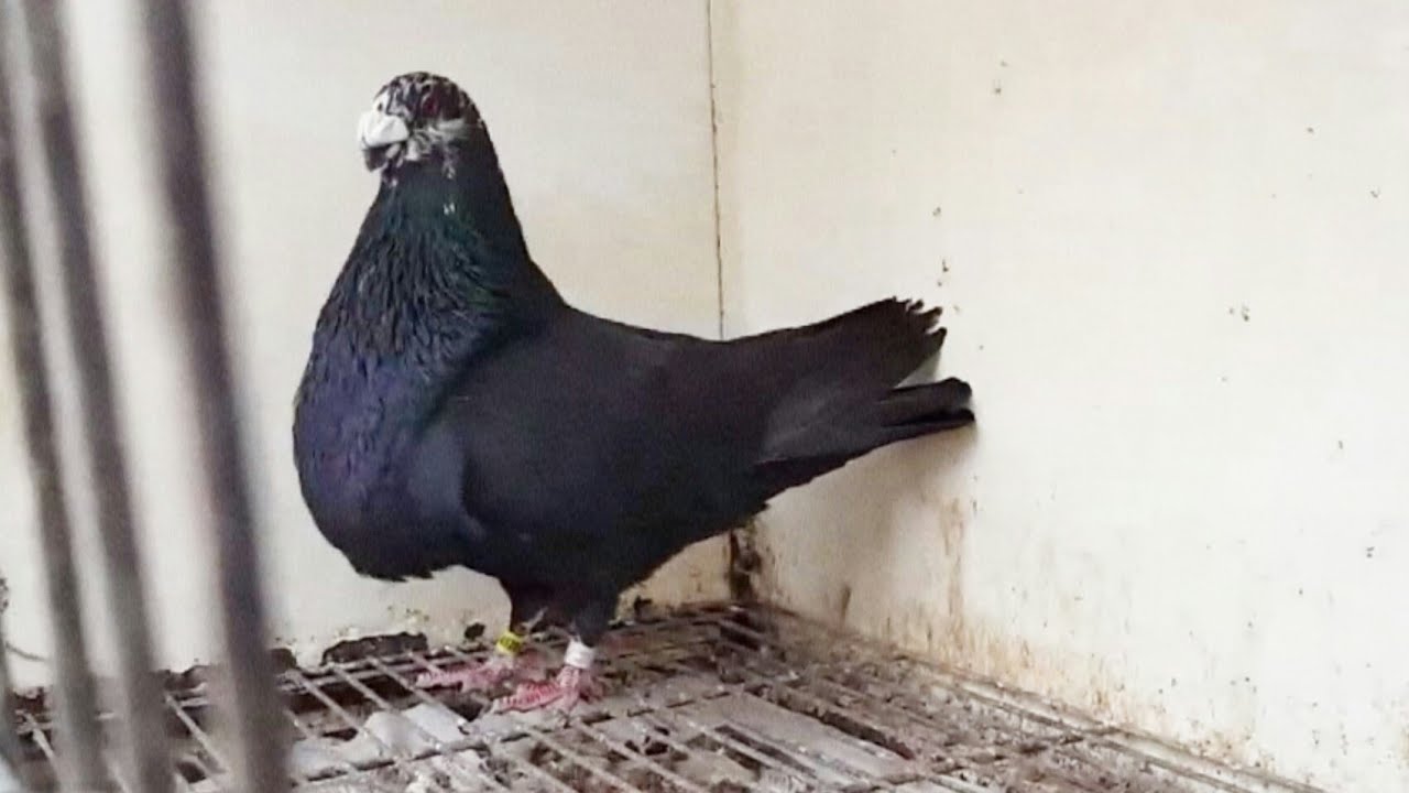 أفضل انواع الحمام للطيران