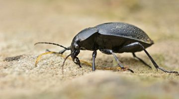 الخنفساء السوداء في المنام بشارة خير