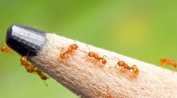 تفسير رؤية النمل يمشي على الجسم في المنام