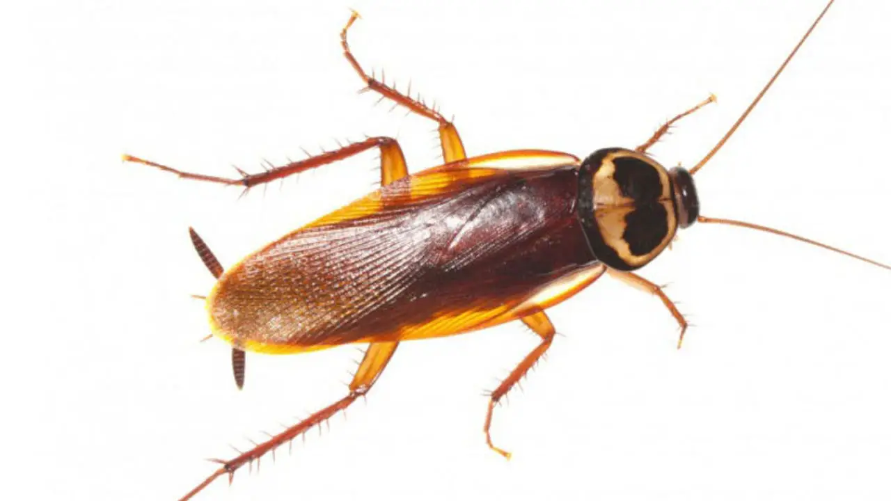 طريقة استخدام الجرة لقتل الصراصير