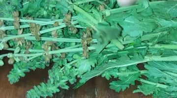 طريقة استخدام عشبة الراوند للإمساك