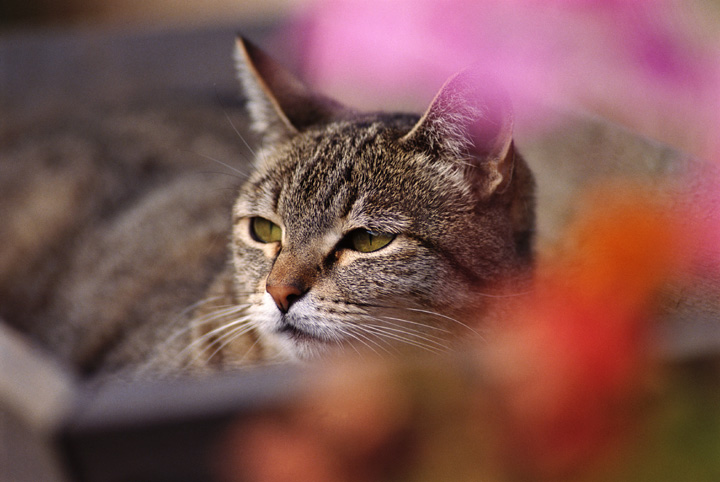 حل مشكلة تبرز القطط على السلم