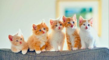 حلمت إني ولدت قطة وانا متزوجة