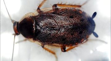 قتلت الصرصور في المنام للعزباء