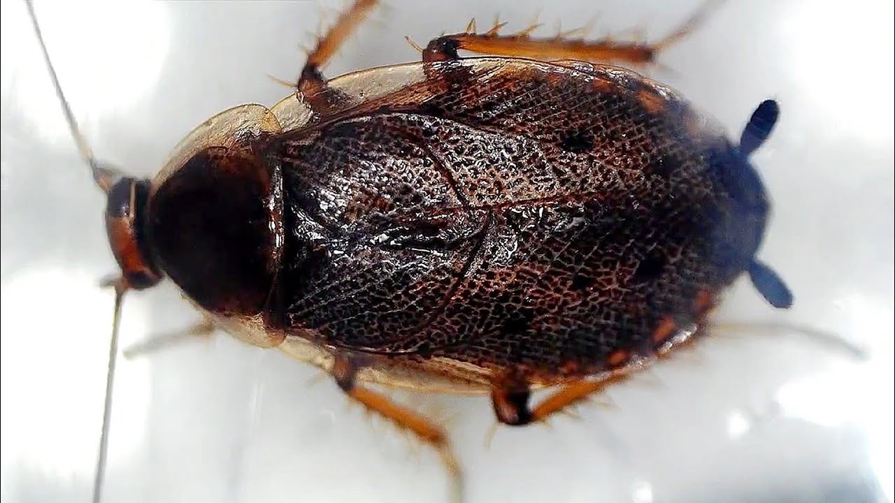 قتلت الصرصور في المنام للعزباء