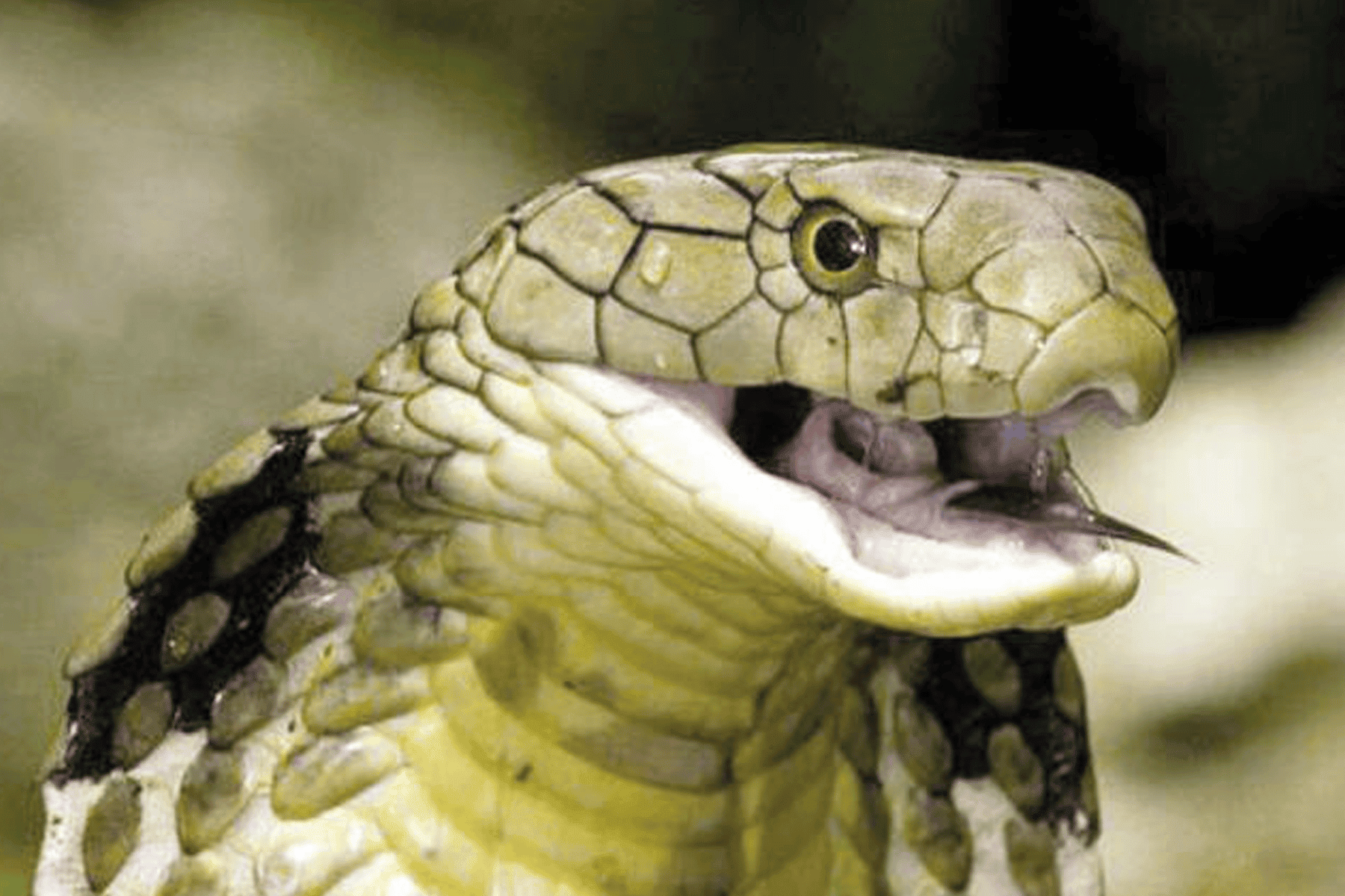 تفسير حلم رؤية الميت يقتل ثعبان