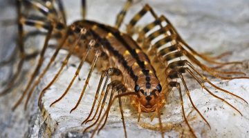 تفسير الحشرات الغريبة في الحلم