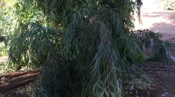 تجارب الكافور للرجال