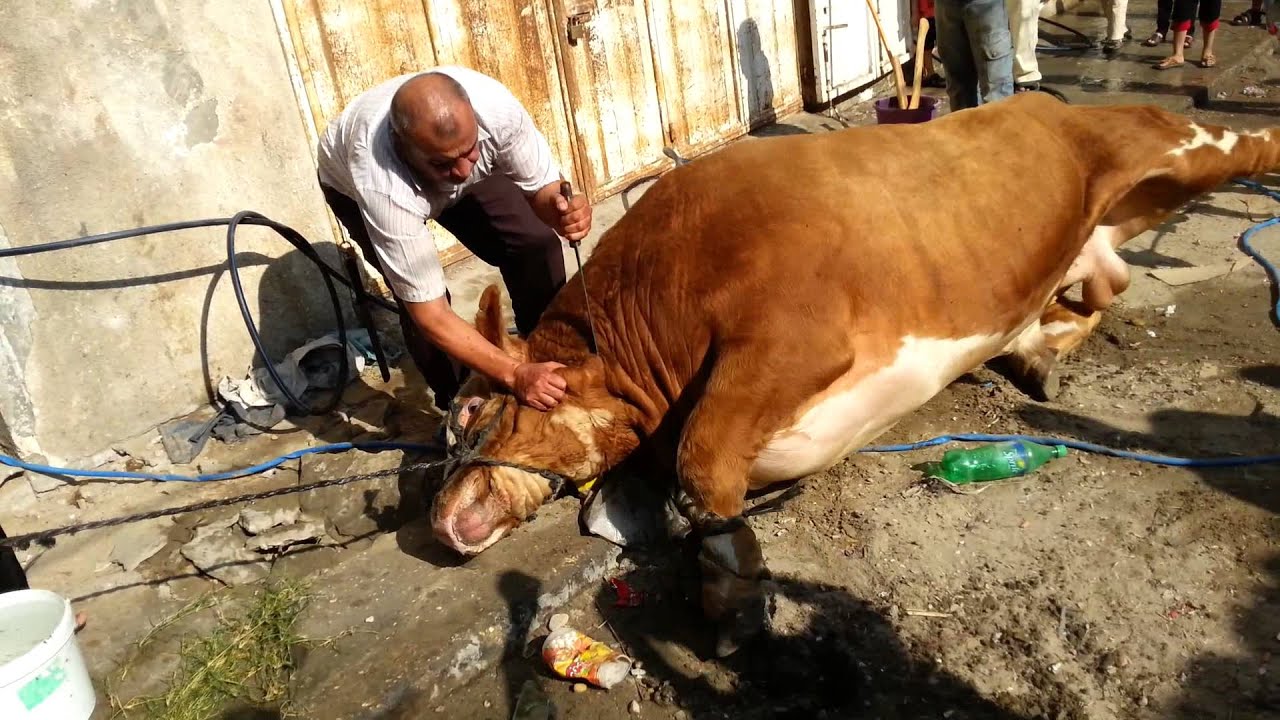 تفسير حلم ذبح عجل سمين