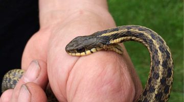 تفسير حلم خروج ثعبان كبير من البيت