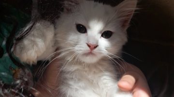 كيف أخلي قطتي تنام بحضني