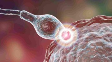 هل إذا تلقحت البويضة تنزل افرازات