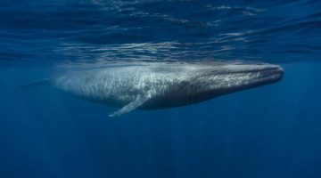 تفسير رؤية الحوت في المنام