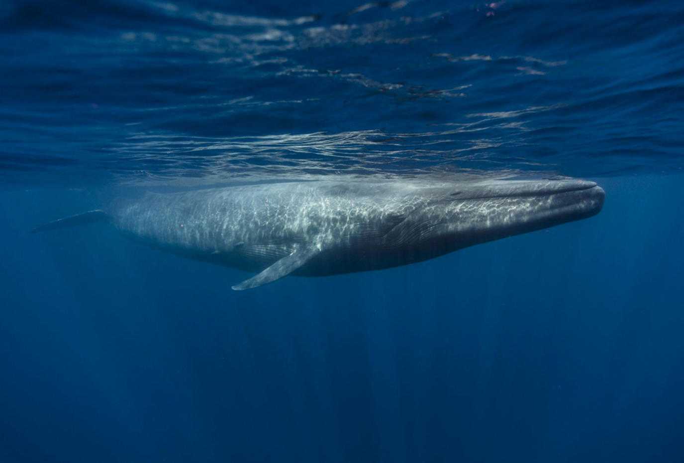 تفسير رؤية الحوت في المنام