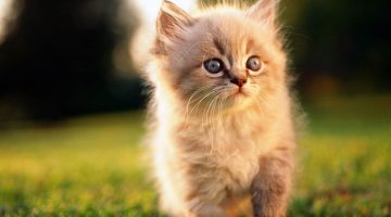 تفسيرحلم قطة ولدت ثلاث قطط