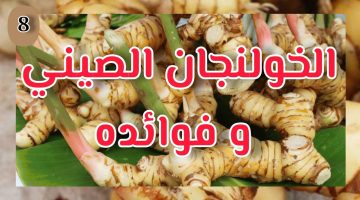 تجربتي مع الخولنجان