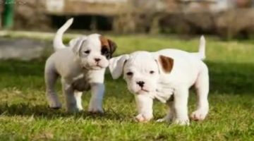 سبب عواء الكلاب مثل الذئب في الليل