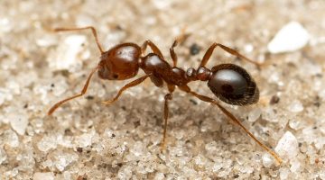 وجود النمل في البيت في فصل الشتاء