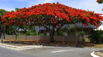 أفضل أشجار الظل في السعودية