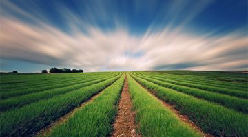 بحث عن البيئة الزراعية جاهز للطباعة