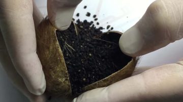 تجربتي مع المسك الأسود للسحر