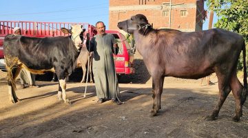 الفرق بين البقر والجاموس