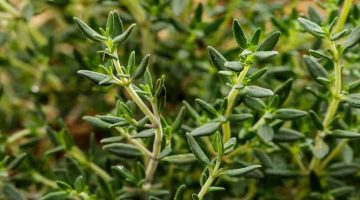 هل الزعتر المطحون مع السمسم يسمن