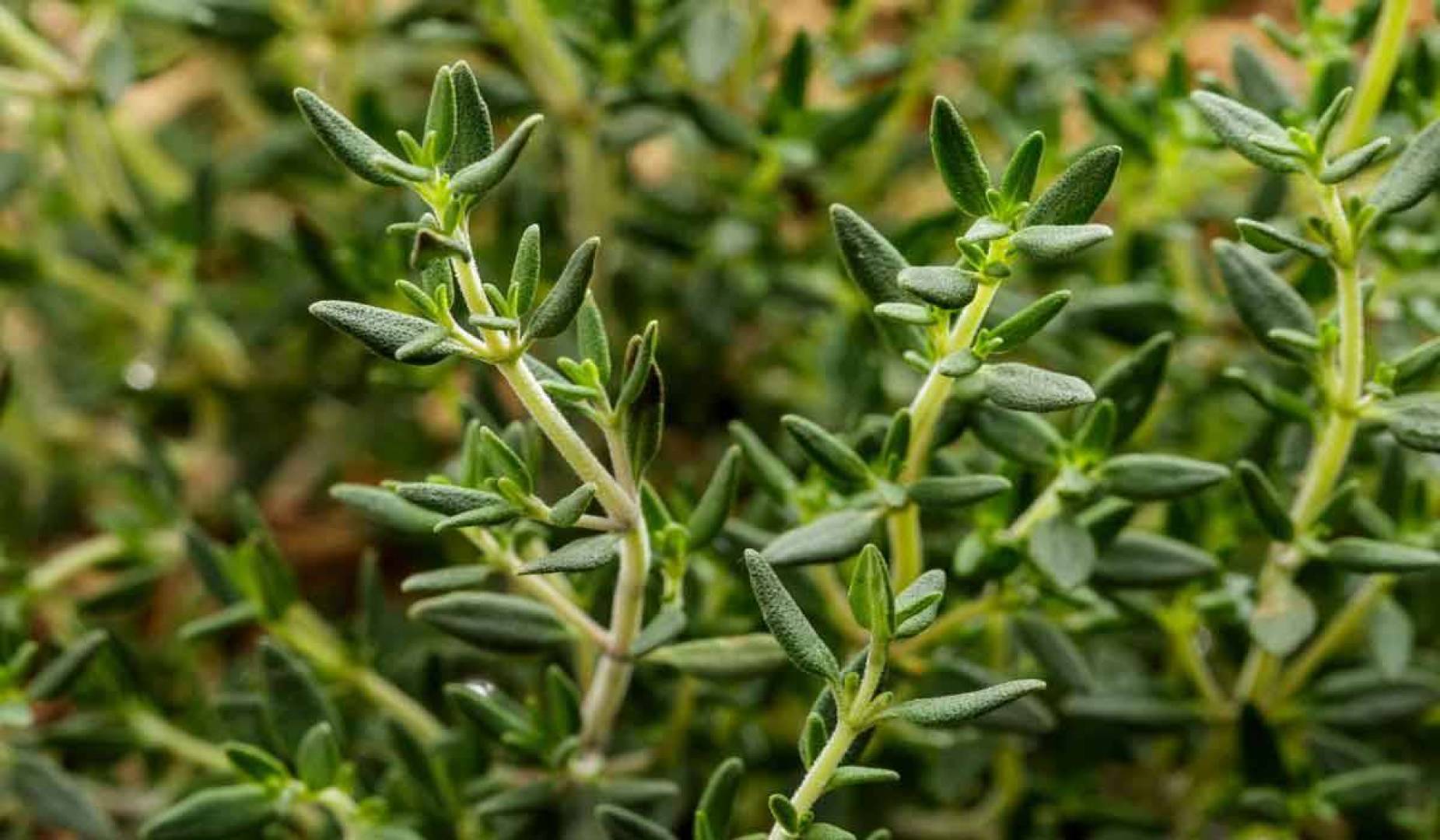 هل الزعتر المطحون مع السمسم يسمن