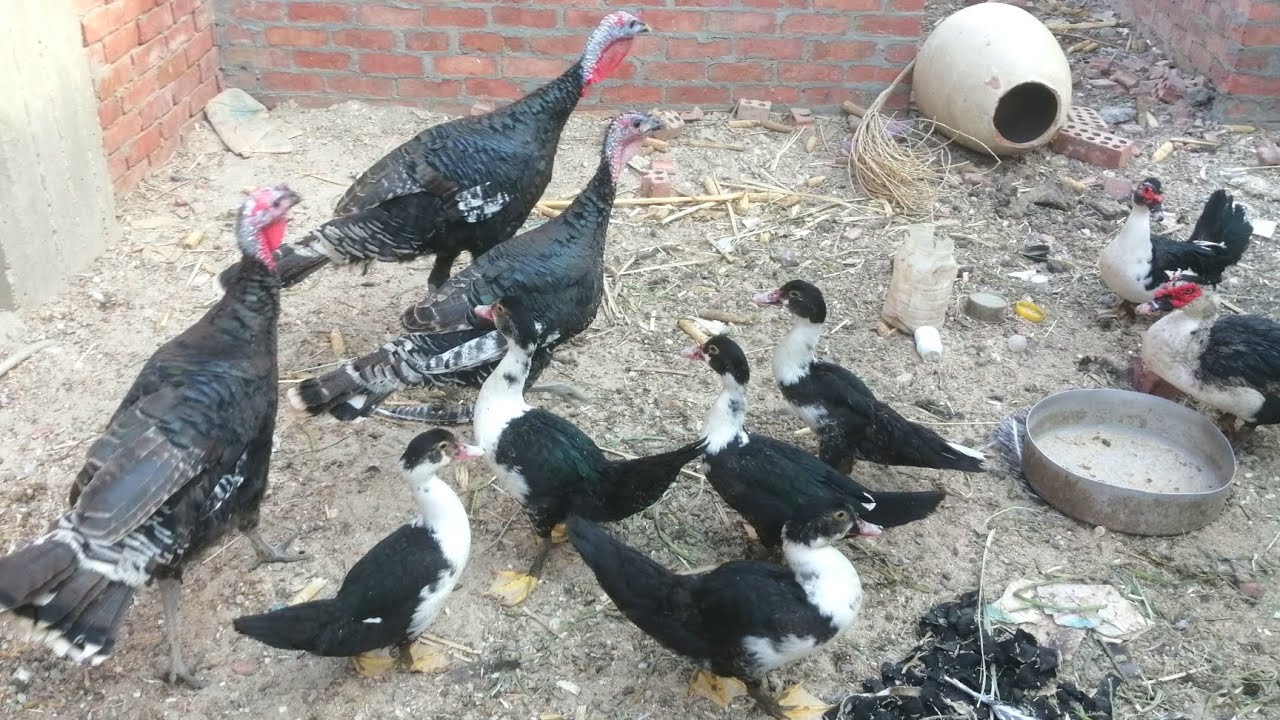 هل إطعام الطيور صدقة جارية