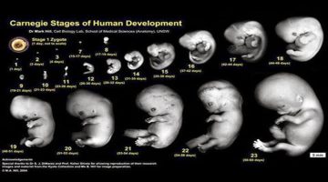 مين حست بحركة الجنين في الشهر الثالث