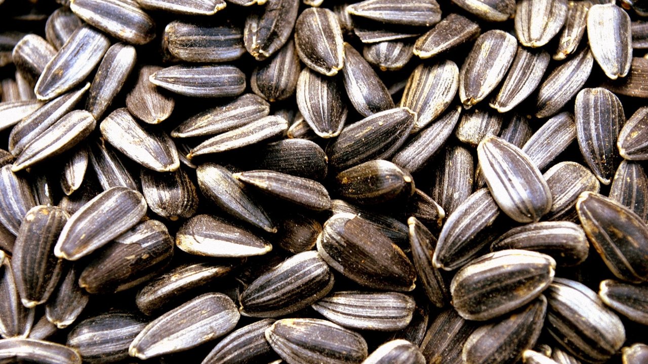 السعرات الحرارية في 100 جرام لب سوري