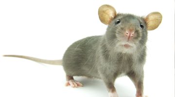 تفسير حلم الخوف من الفأر في المنام