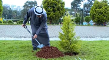 رؤية شخص يقطع شجرة في المنام