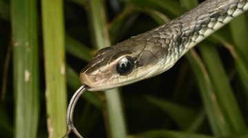 تفسير حلم الثعبان تحت السرير