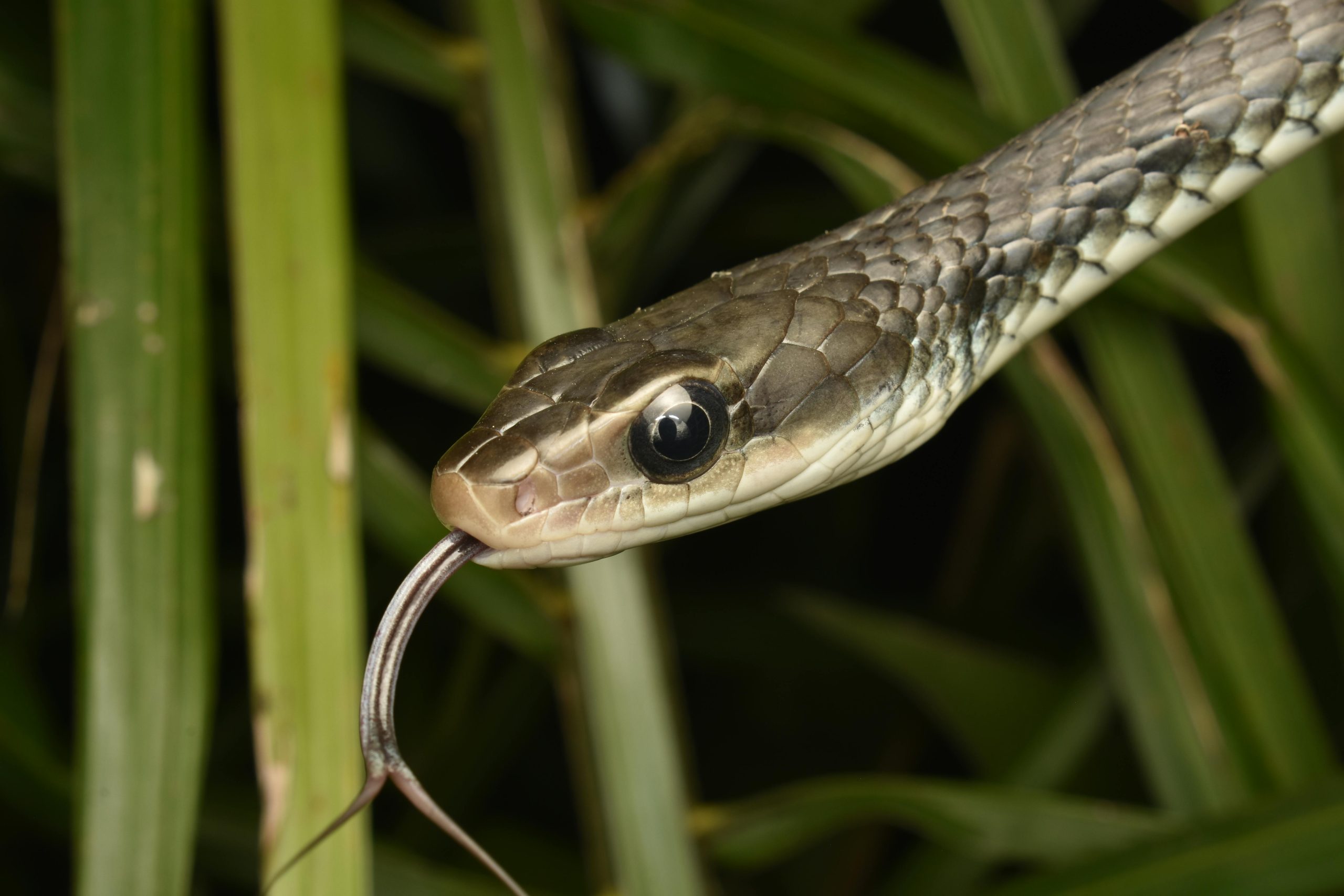 تفسير حلم الثعبان تحت السرير