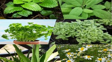 أسئلة عن النباتات واجوبتها