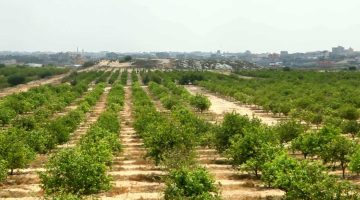 أفضل المشاريع الزراعية ربحا