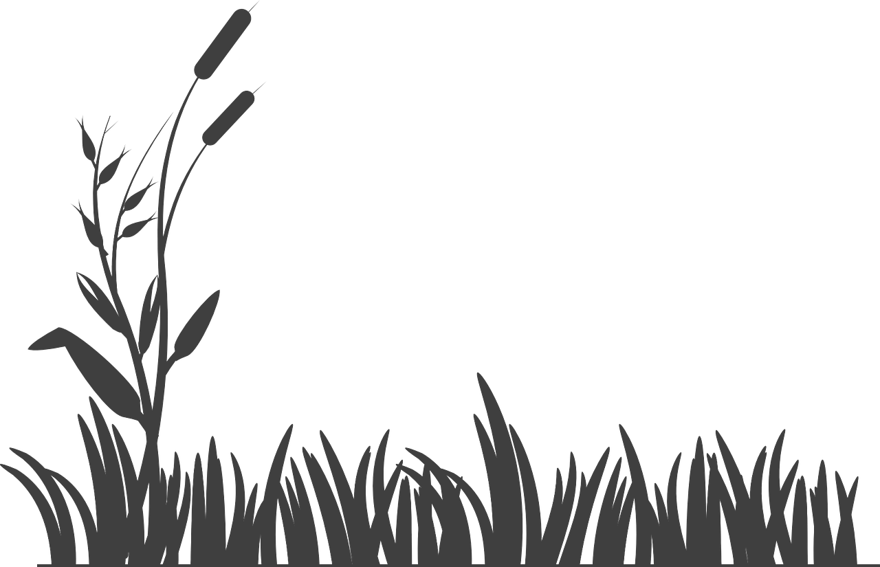 أضرار خشب الطلح السوداني