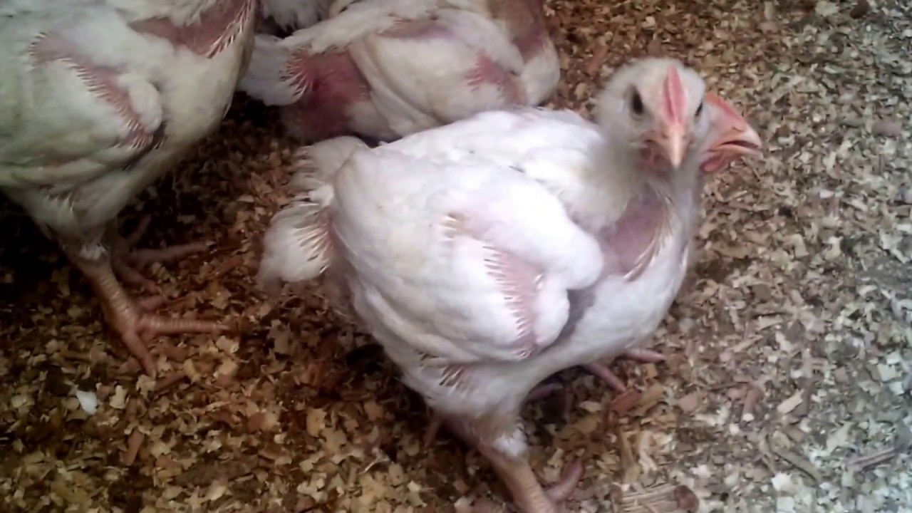 علاج صوت الضفدع عند الفراخ البيضاء