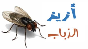 سبب وجود الذباب الأزرق في البيت