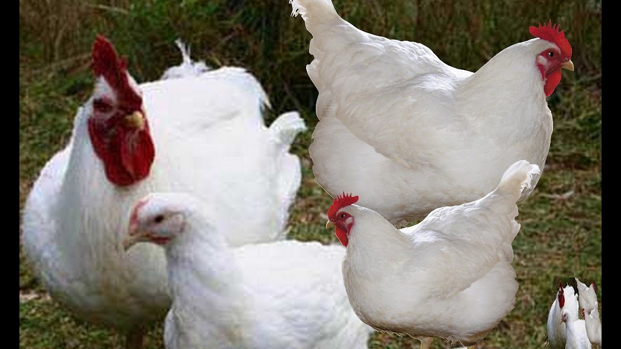 طريقة تربية الفراخ البيضاء في الشتاء