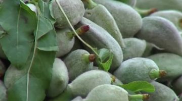 هل اللوز الأخضر يزيد الوزن